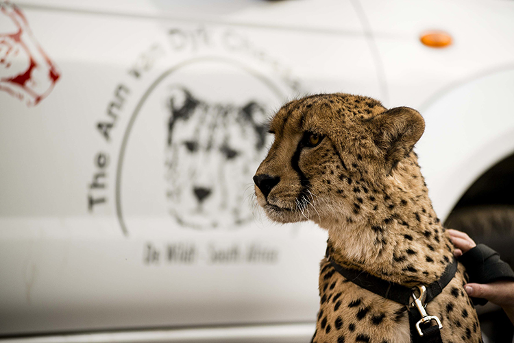 Nissan South Africa sponsors karting day to raise funds for cheetah preservation
